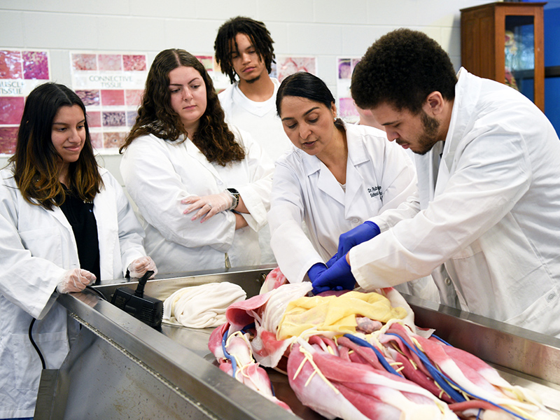 Students and professor around a syndaver.