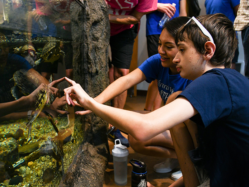 Students looking at an aquarium.